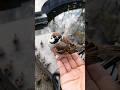 雀は友達 #bird