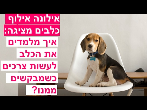 וִידֵאוֹ: איך לעצור את השלשול של הכלב