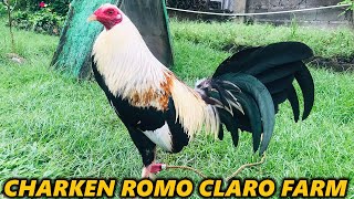 CLARO FARM | Grey Lemon Best Quality Big Farm Philippines Farm Visit