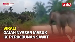 GAJAH LIAR MASUK KE PERKEBUNAN SAWIT MILIK WARGA