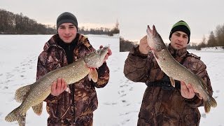 Ловля щуки на жерлицы. Отличная рыбалка на реке Десна