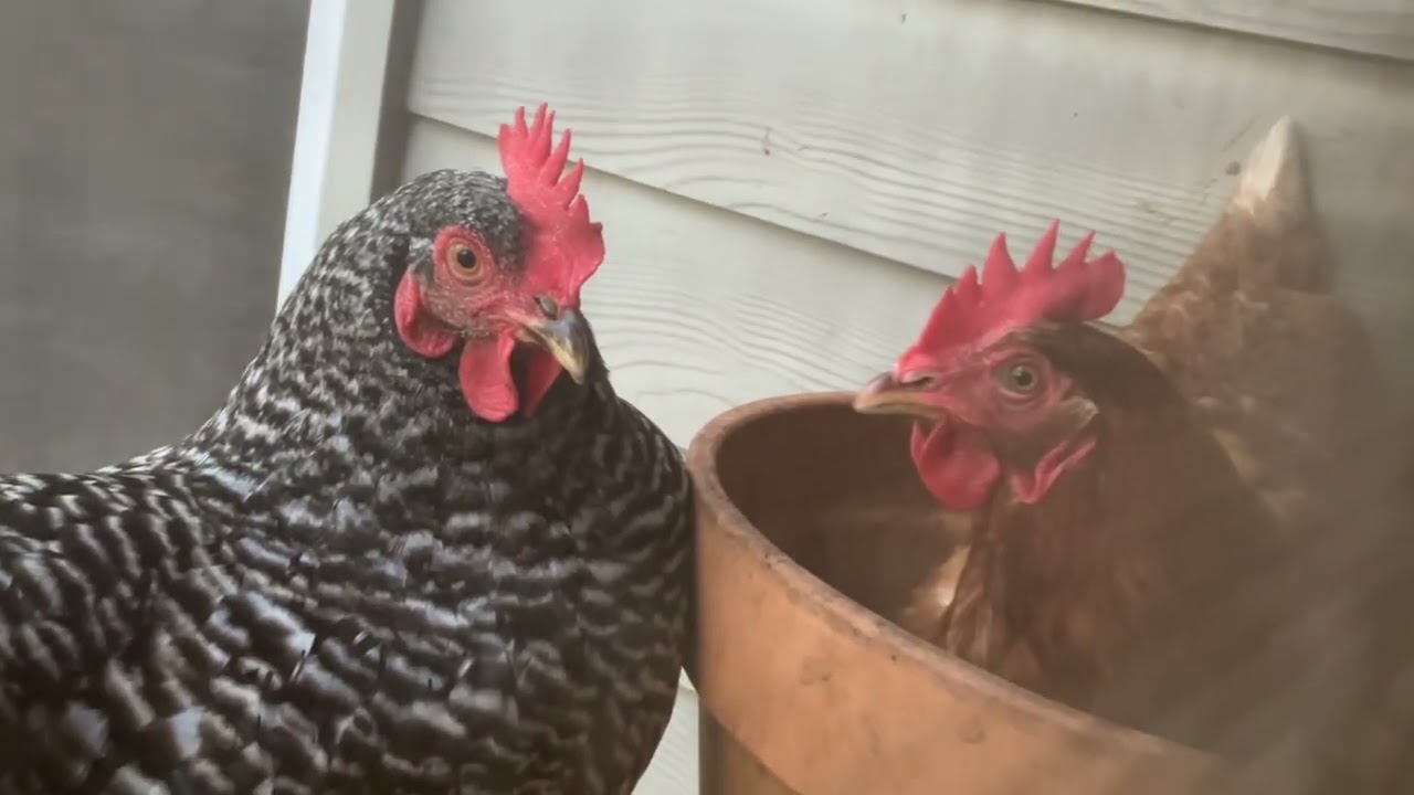Chicken Gossip