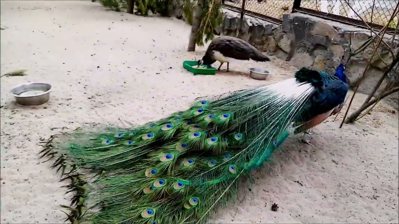 Павлин показал свои красивые перья 15.05.2023