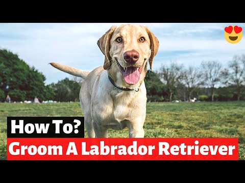 Statistics, Maintenance, Grooming, and Shedding for Labrador Retriever