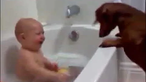 The pets in the video.
