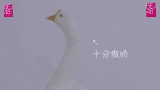 BEJ48 180908 《特特特殊聯合公演》Day2 MC集 (含過場劇情)