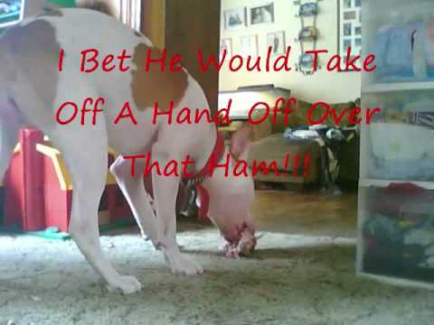 http://rednoseday.com/noses Holiday Ham.wmv