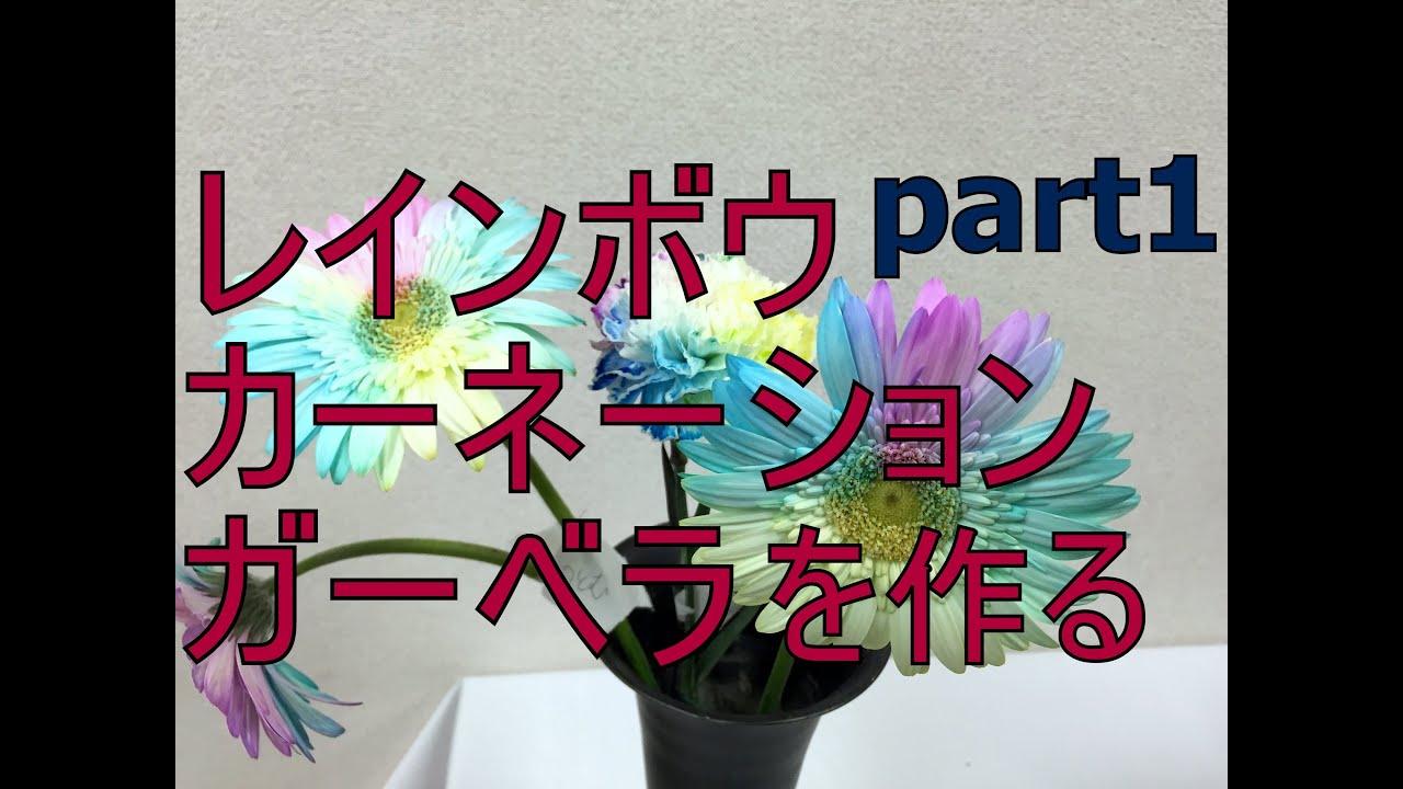 虹色のカーネーション ガーベラの作り方 準備編 How To Make A Rainbow Carnation And Gerbera Part1 Youtube