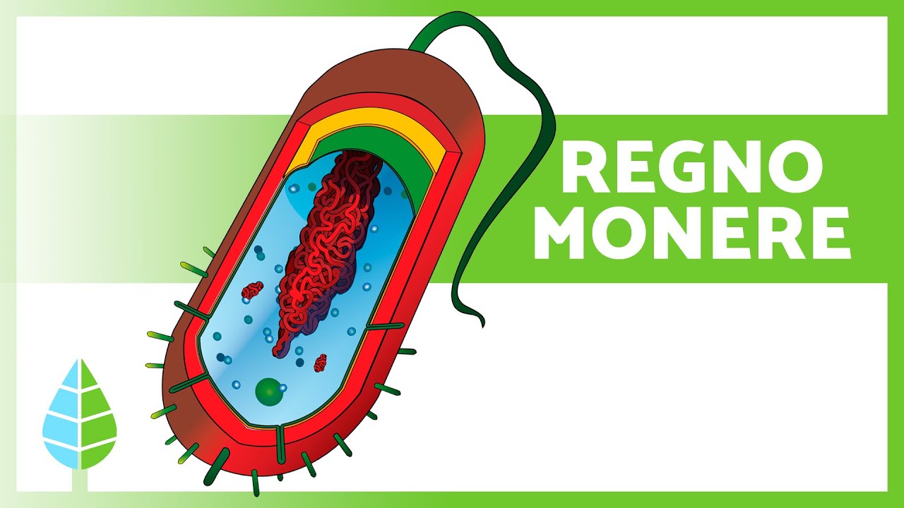 REGNO DELLE MONERE 🦠 (Definizione, Caratteristiche e Classificazione)