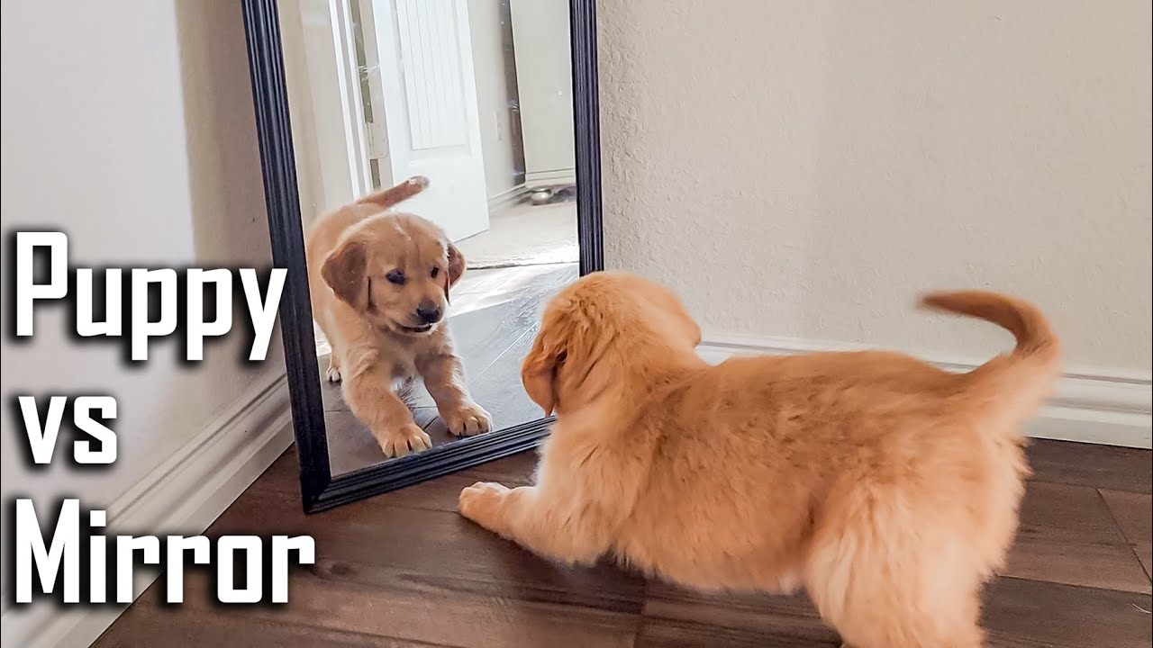 Golden Retriever Puppy Fights with Himself in the Mirror 😂 Puppy vs Mirror  