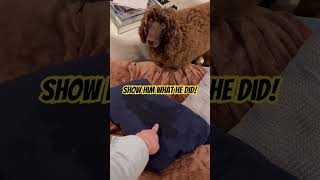Cooper Humped a Pillow (Again) #stubborn #poodle #discipline #training #love