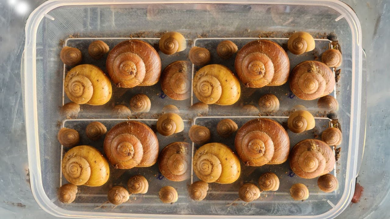 Catch Beautiful Big Snails Small Snails in Dry Season