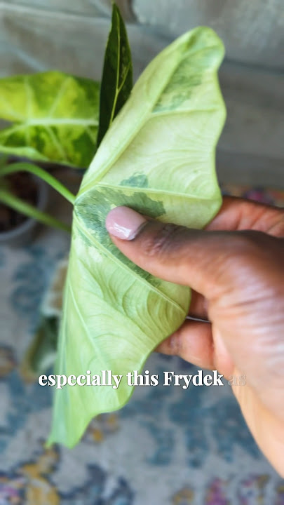 Alocasia Frydek Variegated care  tips #plants