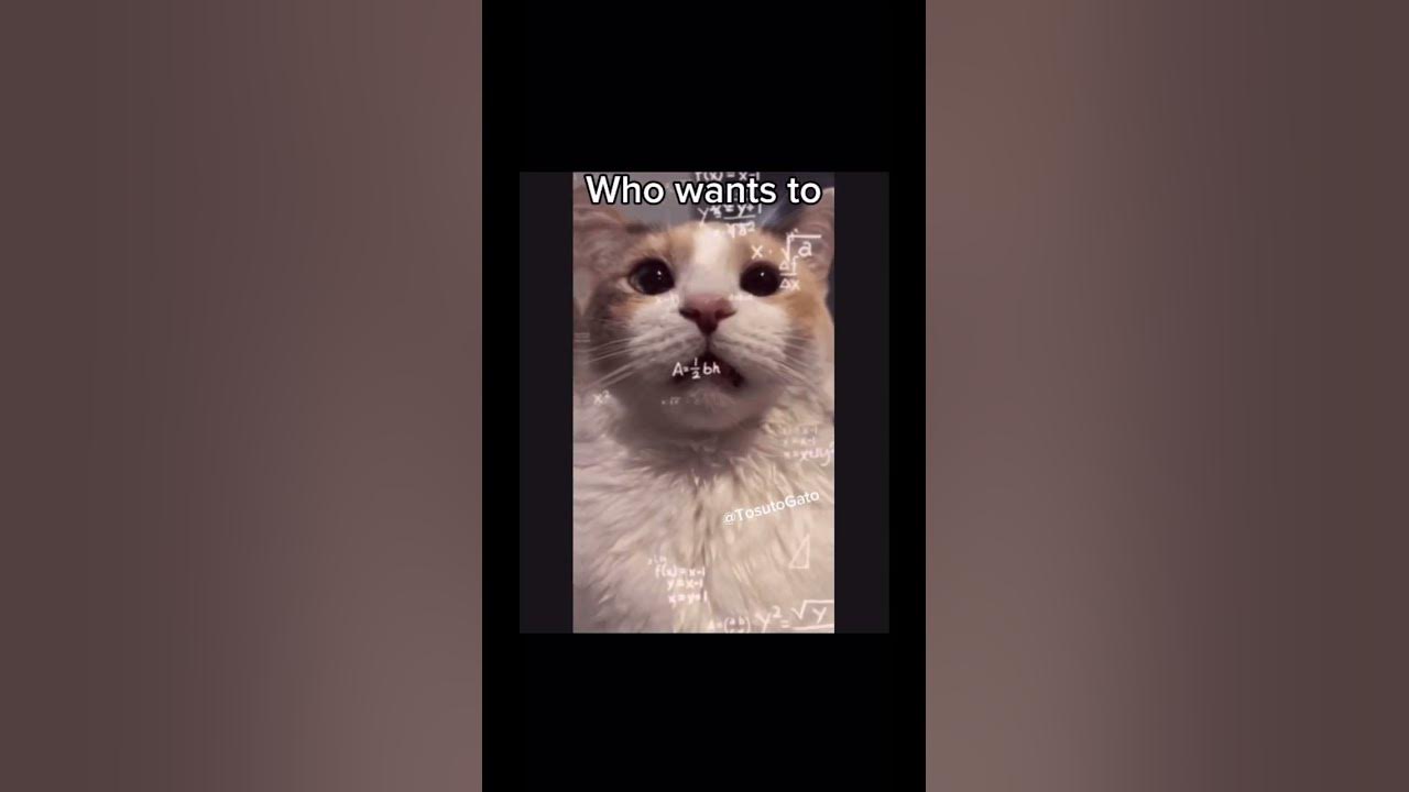 Old yellow bricks #cat #peak #arcticmonkeys #oldyellowbricks