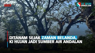 Ditanam Sejak Zaman Belanda, Ki Hujan Jadi Sumber Air Andalan