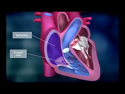 Explainer: The Heart and the Systemic Circuit