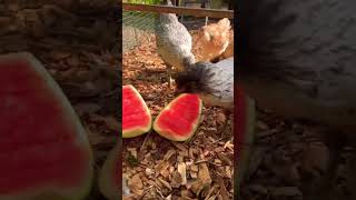 Feeding my Chickens Watermelon ‍