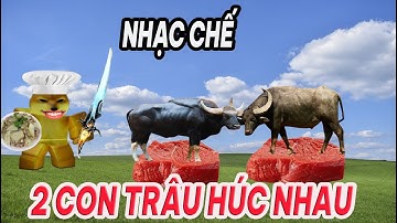 Nhạc chế Ding Ding TV siêu hài hước: hai con trâu húc nhau