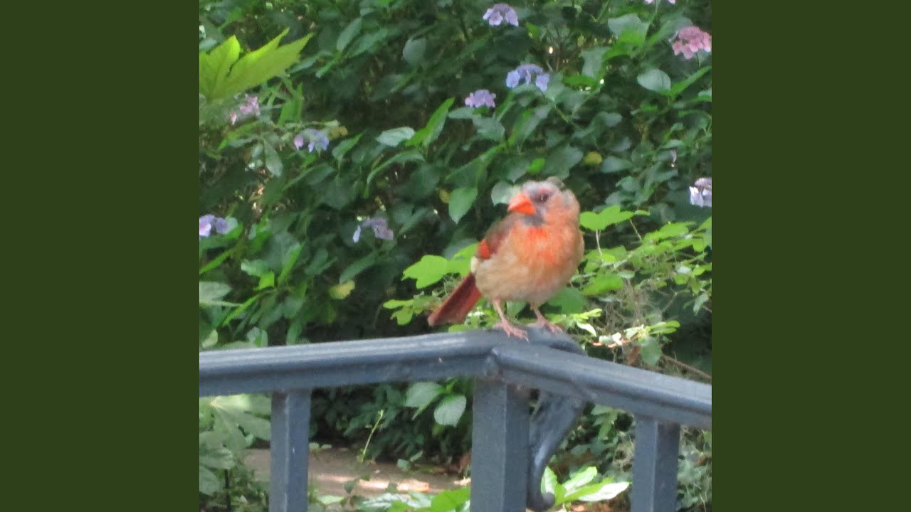 Birds Talk 