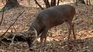 Maximize Mineral Sites for Deer with These Tips