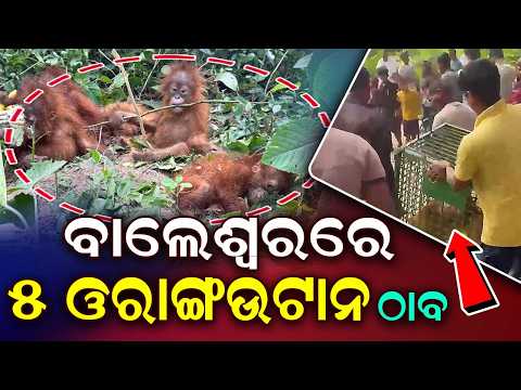 5 Orangutans Rescued In Balasore By Forest Department; Investigation On | Argus News