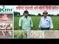 सफ़ेद मुसली की खेती (9926054093) | White Musli Cultivation | सफ़ेद मुसली बीज || Kaliya Musli Farm