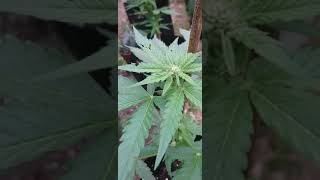 UK GUERRILLA GROW 2019 SNEAK PEAK UPDATE #5