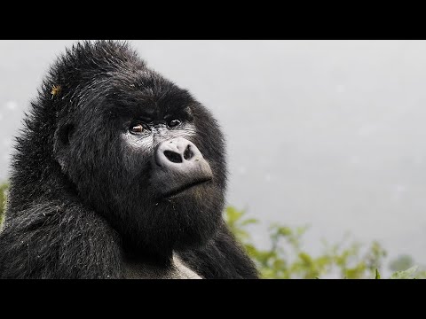 Volunteer at The Great Gorilla Project | The Great Projects thumbnail