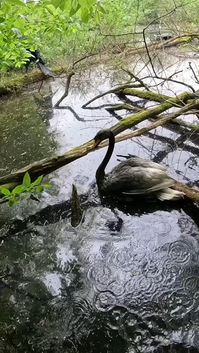 Schwanenrettung in Bielefeld Unbekannte kippen Öl in einen Teich YouTube