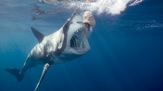 Jawtastic Tv Shark Week Continues To Makes Waves