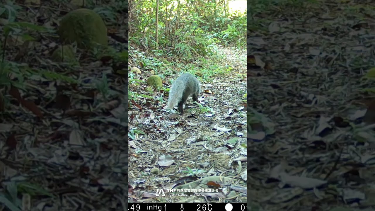 棲地裡的小小巡邏員：食蟹獴現身自然谷 A Crab-Eating Mongoose Appears in Natural Valley｜自然環資 TNF #nature #naturecam 縮圖