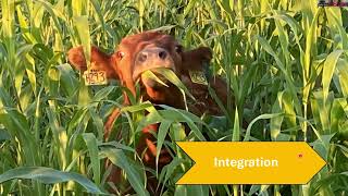 Alternative Forages