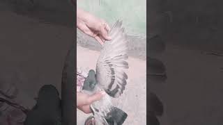 কবুতরের নেশা kobutar pigeonvideo pigeon ytshorts pigeonshorts najpigeonlover 