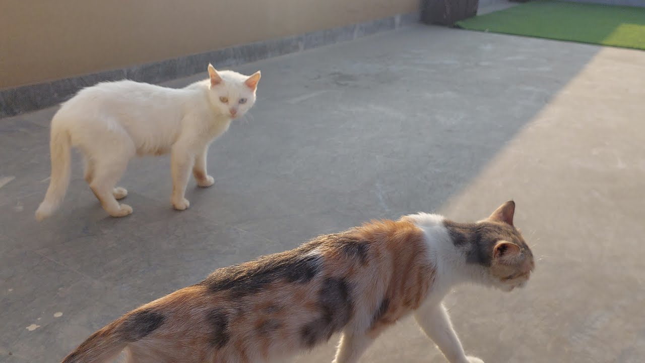 Mother Cat Behaviour After Her Kittens Adoption