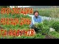 Посадка дынь и арбузов без минеральных удобрений (укр)