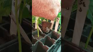 Real Gorilla Glue 4 Final explanation