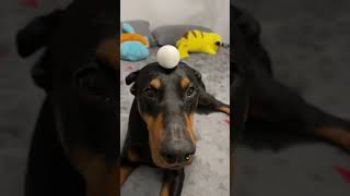 Eggcellent job #puppy #doberman #dog #funnydog #doglover #dogtraining #xodus