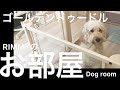 【ゴールデンドゥードル】大型犬リミィのお部屋をご紹介！！