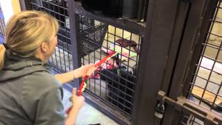 Chimpanzee and caregiver play