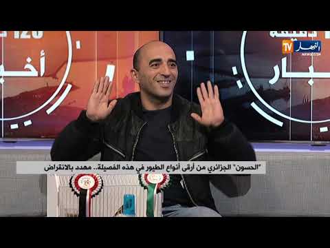 الحسون الجزائري من أرقى أنواع الطيور في هذه الفصيلة مهدد بالإنقراض 