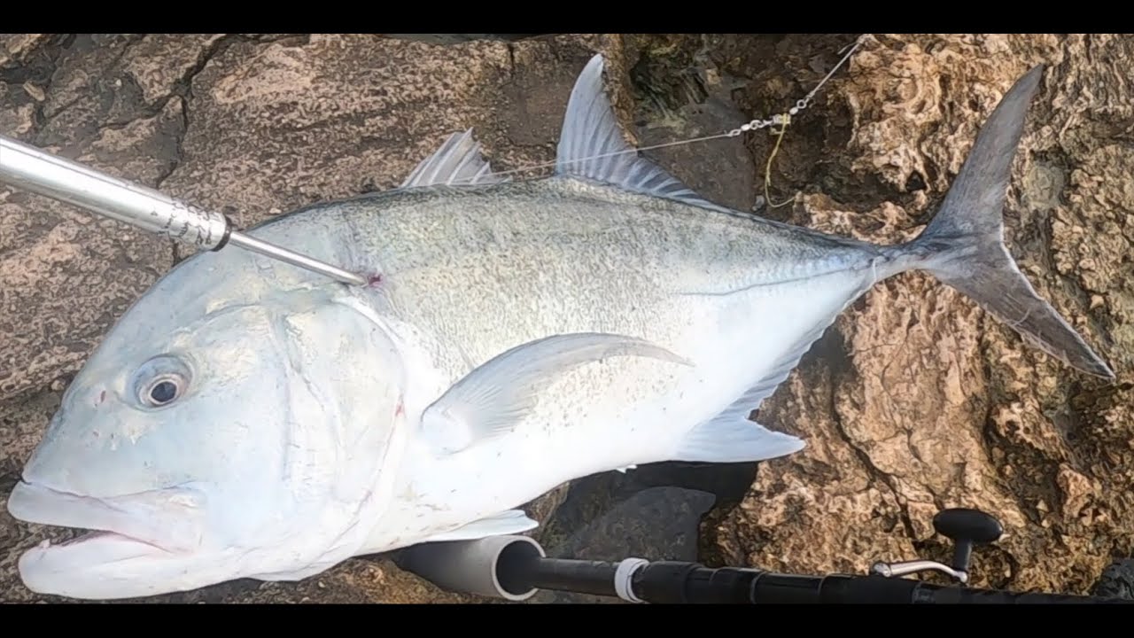 Fishing In Hawaii 35lb Ulua Giant Trevally YouTube Fishing In Hawaii 35lb Ulua Giant Trevally YouTube
