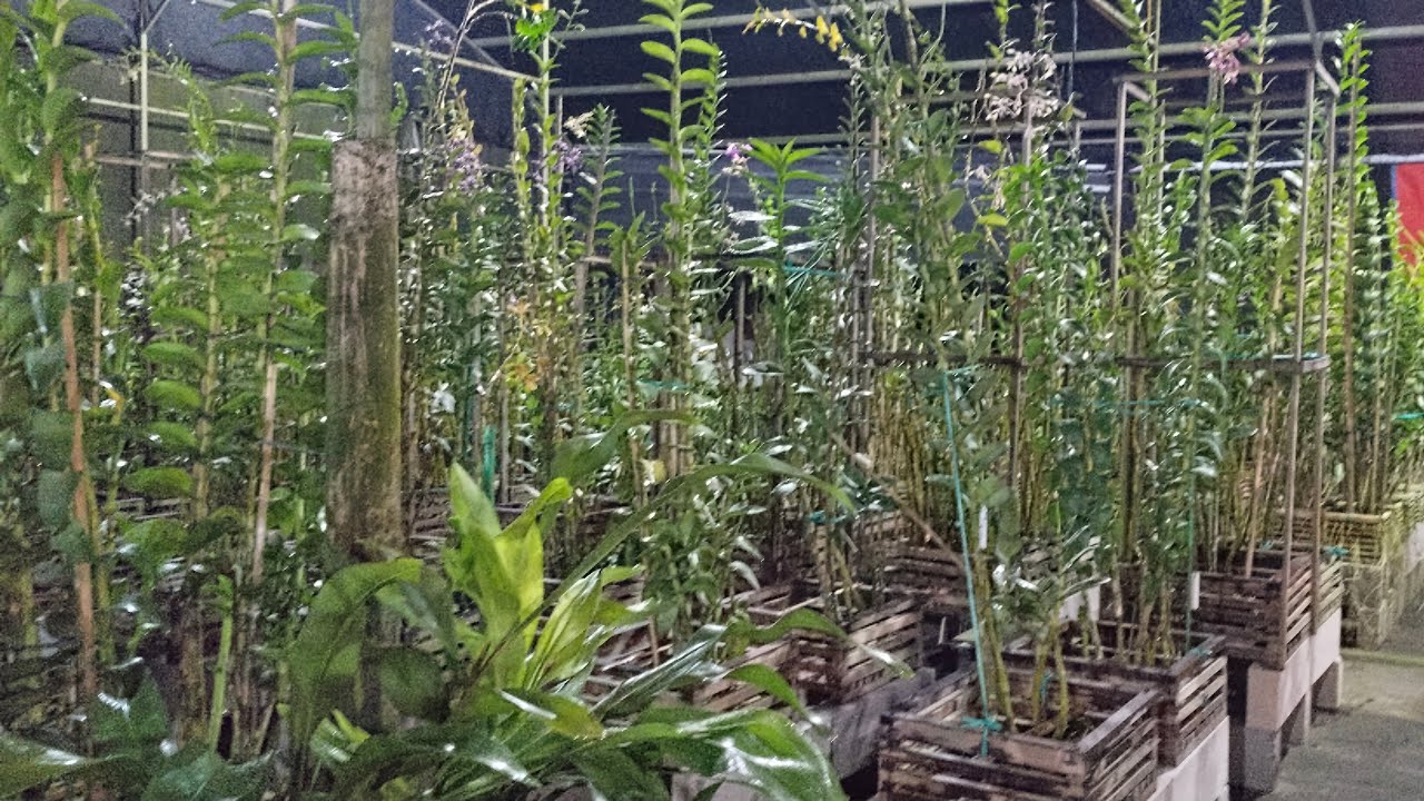 Live sale jumat berkah serba murah plant jumbo