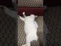 😹😹😹 #cat #catlover