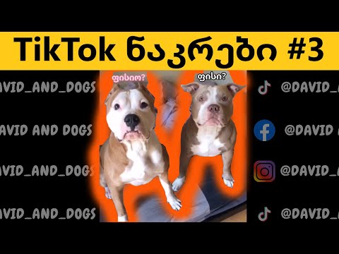 TikTok ნაკრები #3 თორის და სიფის ტიკტოკები @DavidAndDogs