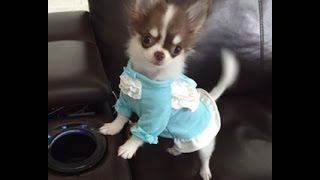 Meet Jiggie..Micro Teacup Chihuahua. Two Pounds