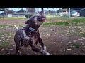 Doberman Cornered By Huskies &amp; GSP Crazy Energy At Dog Park