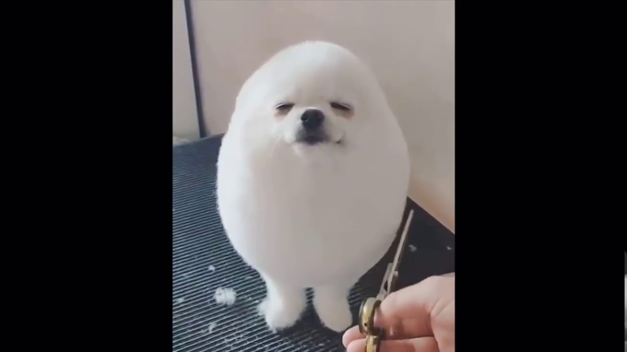 Собака с яйцом на голове мем