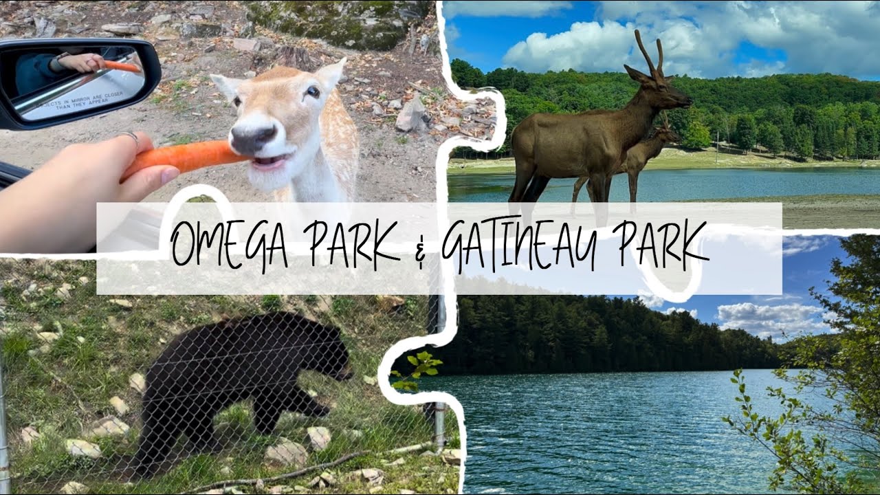 [Vlog]🇨🇦🦌 | 오타와 근교여행 브이로그/Omega Park/Parc Omega/Gatineau Park/Pink Lake/캐나다동물/캐나다호수/캐나다공원 