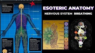 NERVOUS SYSTEM SECRETS & ESOTERIC ANATOMY - Hidden Knowledge