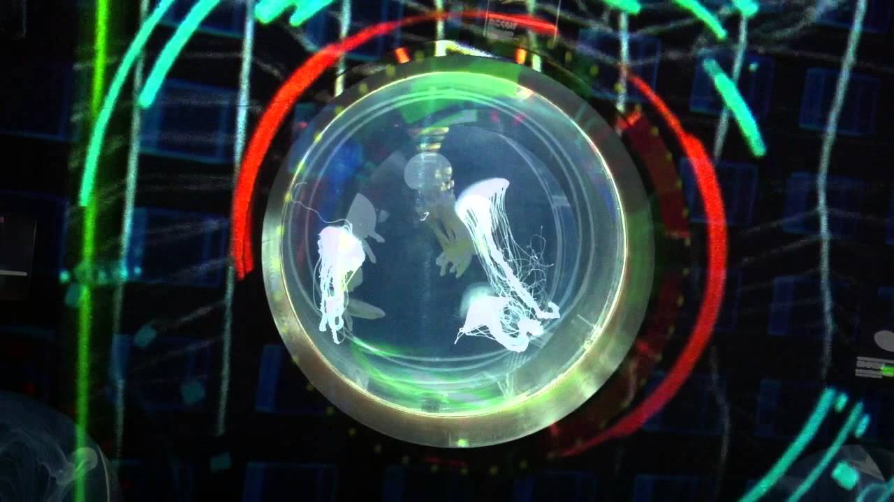 Projection Mapping: Kyoto Aquarium - YouTube